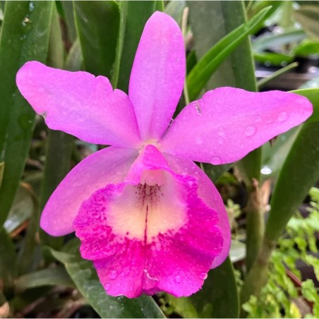 Lc. Little Mermaid ‘ Janet’