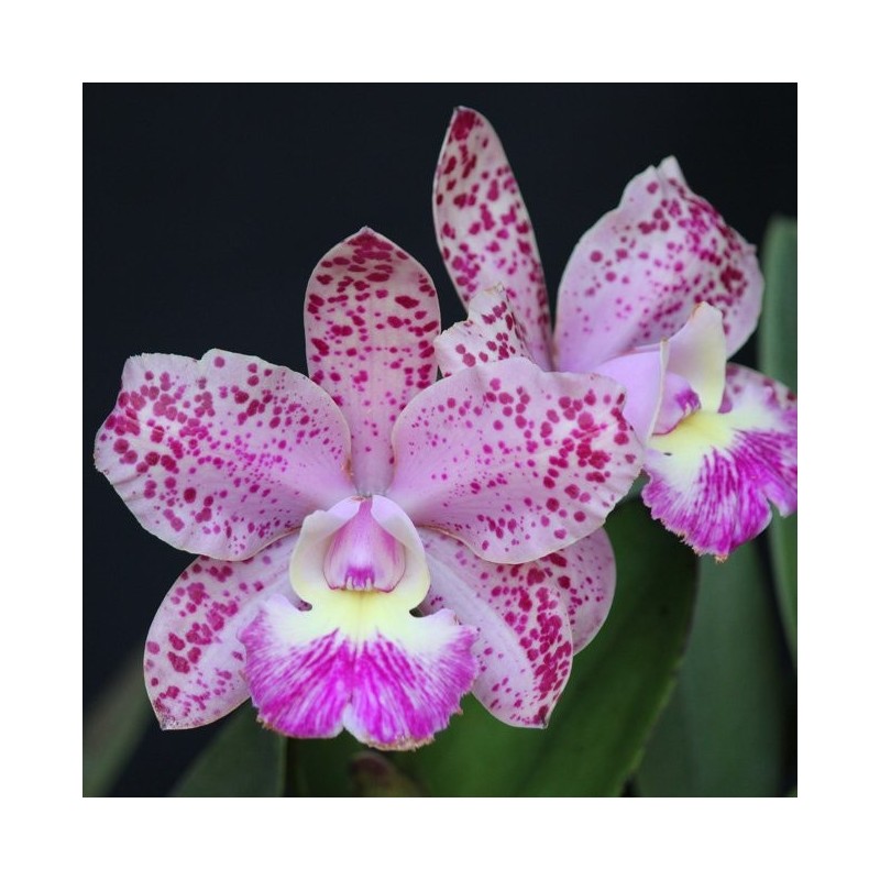 Cattleya Cruzeiro do Sul x Cattleya Brabantiae