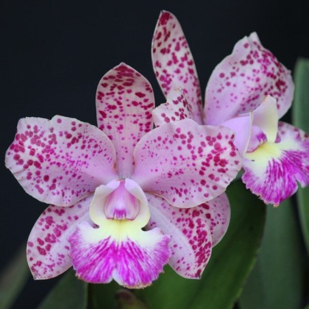 Cattleya Cruzeiro do Sul x Cattleya Brabantiae