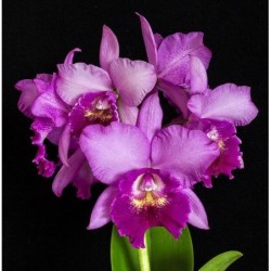 Pot Hsinying Pink Doll