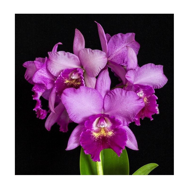 Pot Hsinying Pink Doll