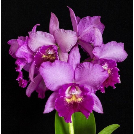 Pot Hsinying Pink Doll