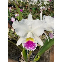 Cattleya Sonia Altenburg
