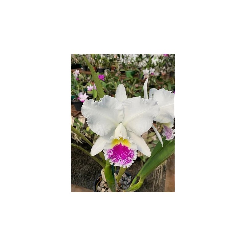 Cattleya Sonia Altenburg