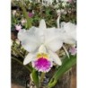 Cattleya Sonia Altenburg