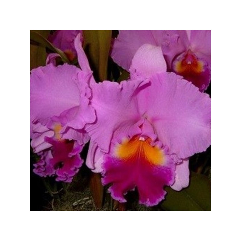 Blc. Beatriz  Kunning