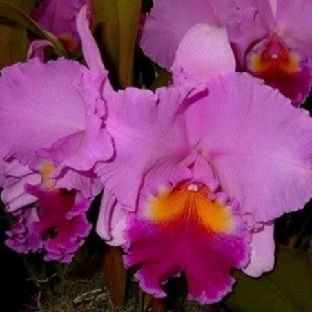 Blc. Beatriz  Kunning