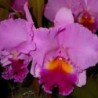 Blc. Beatriz  Kunning