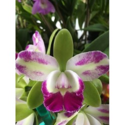 C. Village Green Elf