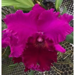 Lc. Joao Paulo Fontes