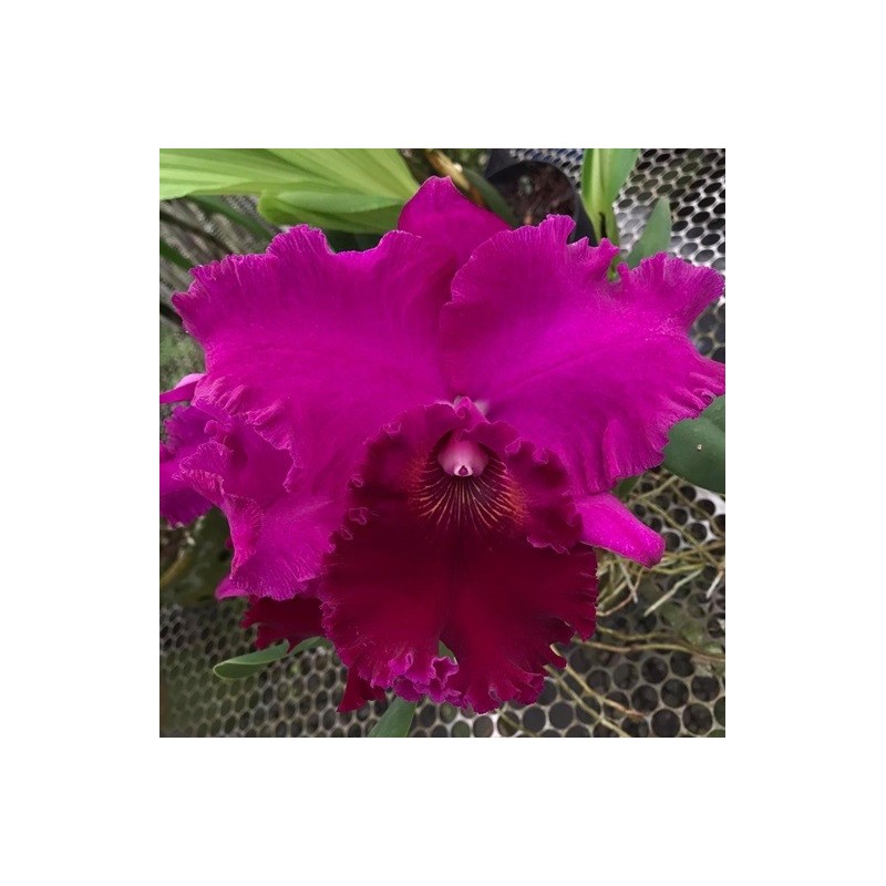 Lc. Joao Paulo Fontes