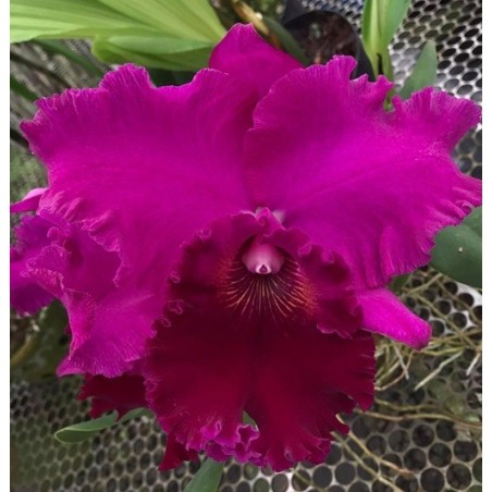 Lc. Joao Paulo Fontes