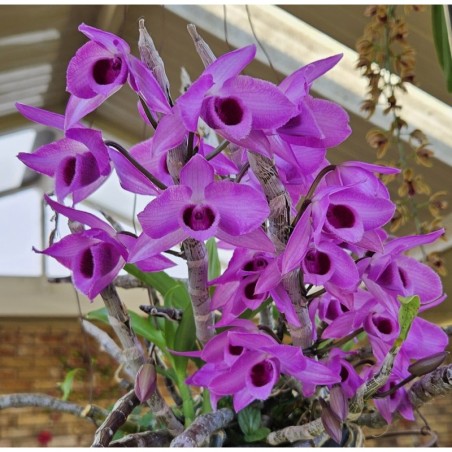 Dendrobium anosmum rosa