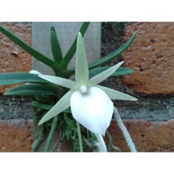 Angraecum didieri
