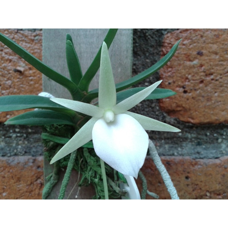 Angraecum didieri