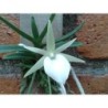 Angraecum didieri