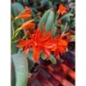 Cattleya aurantiaca