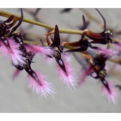 Bulbophyllum miniatum