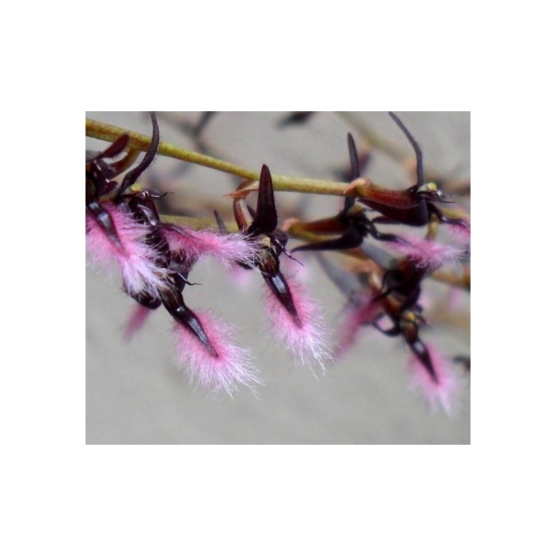 Bulbophyllum miniatum