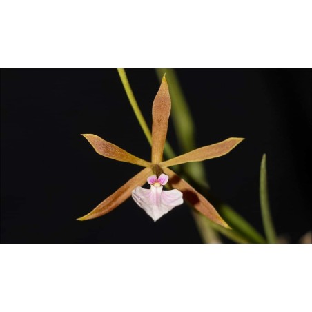 Encyclia (oliveirana x bractescens)
