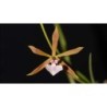 Encyclia (oliveirana x bractescens)