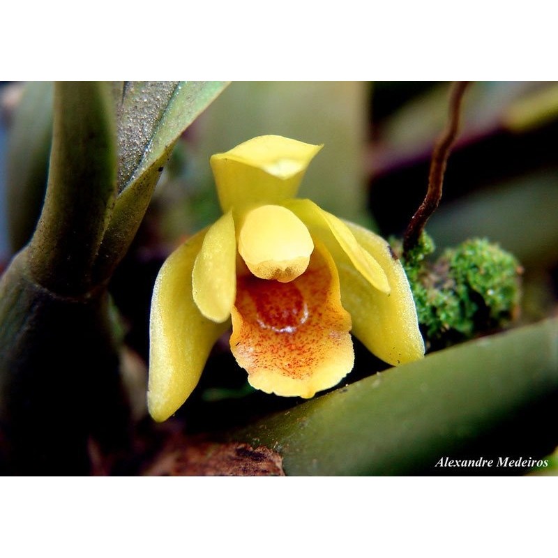 Maxillariae barbosae