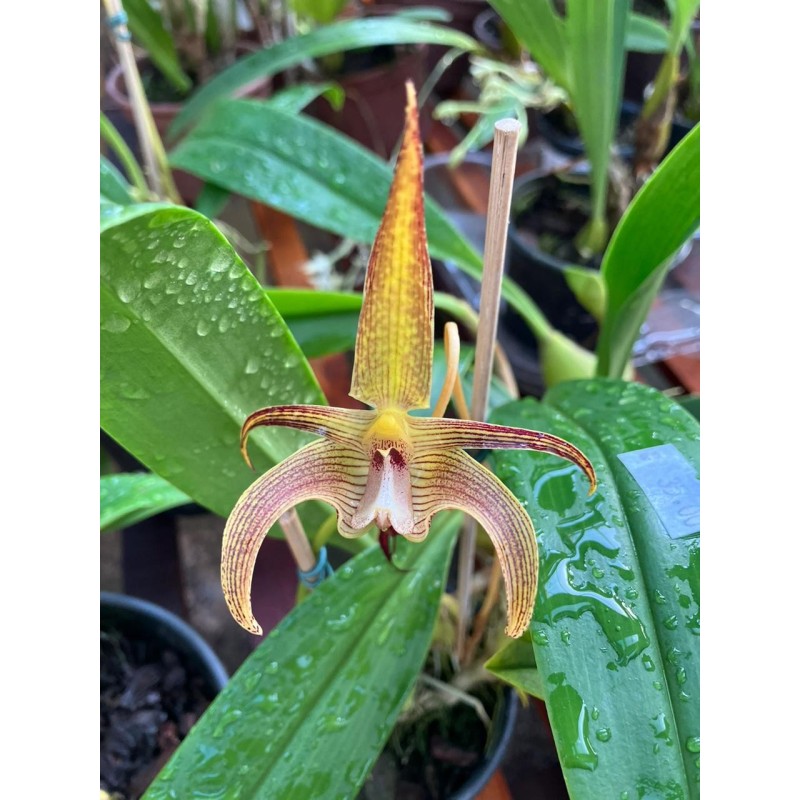Bulbophyllum lobbii