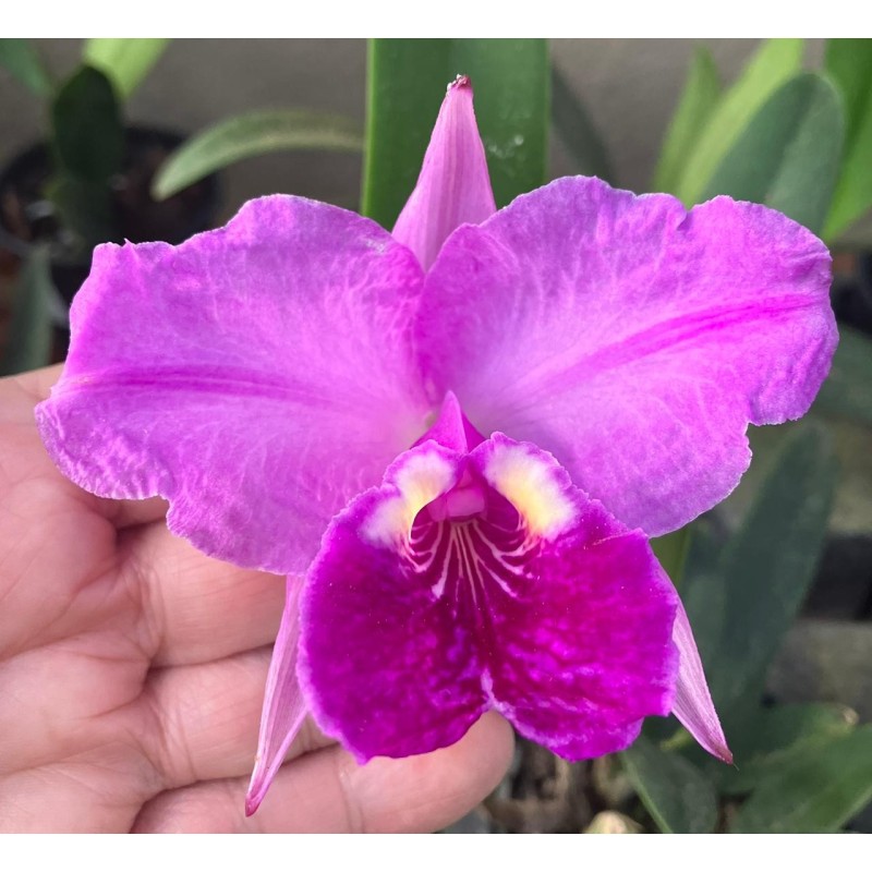 Cattleya lueddemanniana tipo