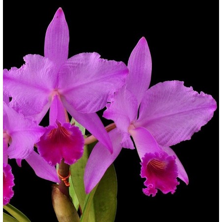 Cattleya trianae rubra