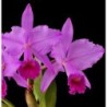 Cattleya trianae rubra