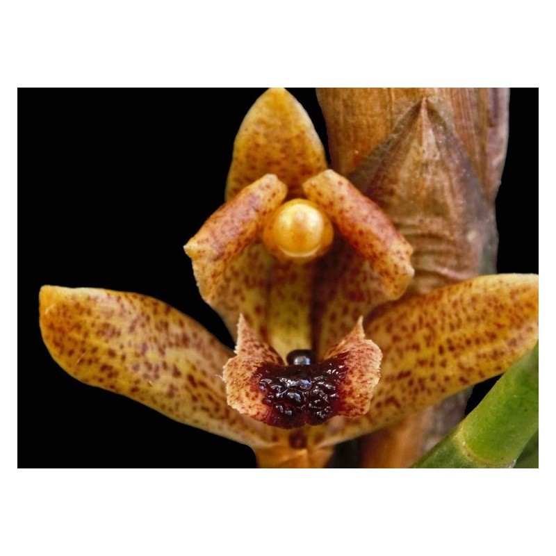 Maxillaria subulata