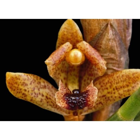 Maxillaria subulata