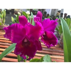 Blc. Edisto ‘ Newberry’