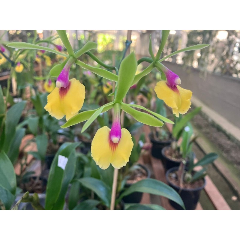 Epcattleya Rene Marquez