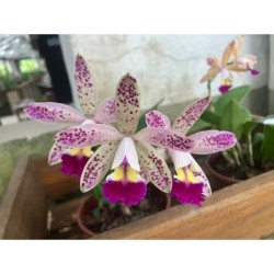 Lc.Tropical Pointer ‘ Cheetah’