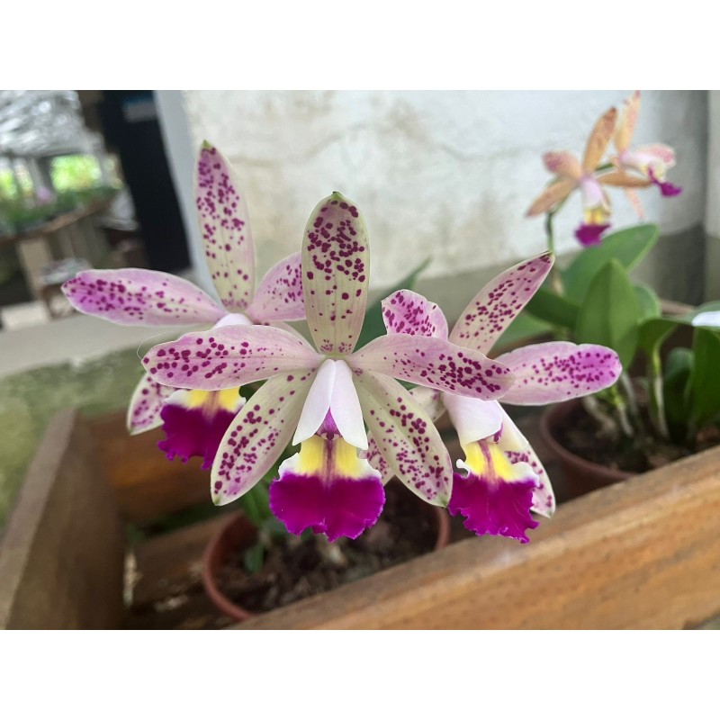 Lc.Tropical Pointer ‘ Cheetah’