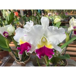 Blc. Melody Fair ‘ Mishima’