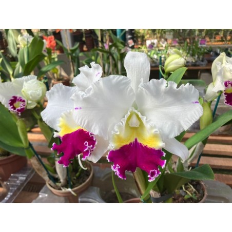 Blc. Melody Fair ‘ Mishima’