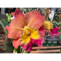 Blc.Exotic Dream
