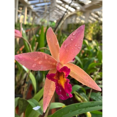 Lc.Santa Barbara Sunset