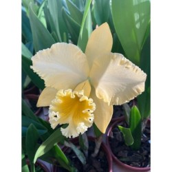 Blc.Delta King’ Tangerglow’