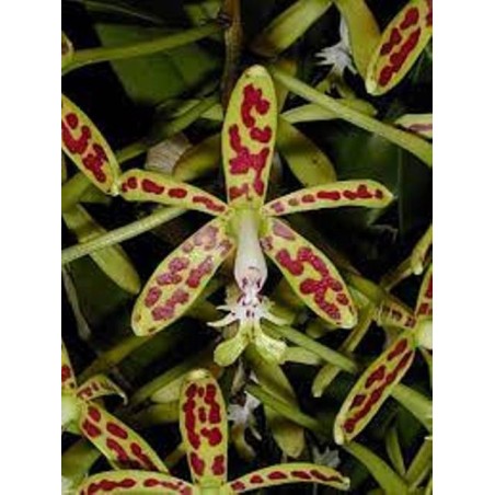 Epidendrum raniferum