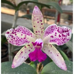 Cattleya amethystoglossa (flamea x flamea)