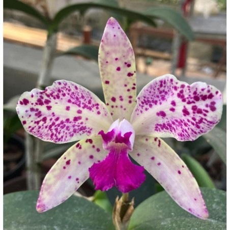 Cattleya amethystoglossa (flamea x flamea)