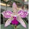 Cattleya amethystoglossa (flamea x flamea)