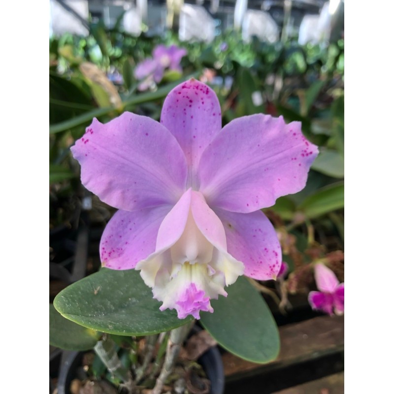 Cattleya loddigesii tipo