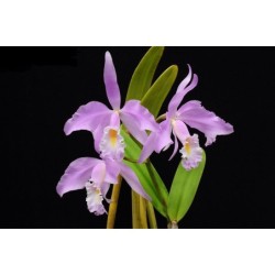 Cattleya maxima ((tipo x semi-alba)