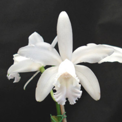 Cattleya intermedia alba