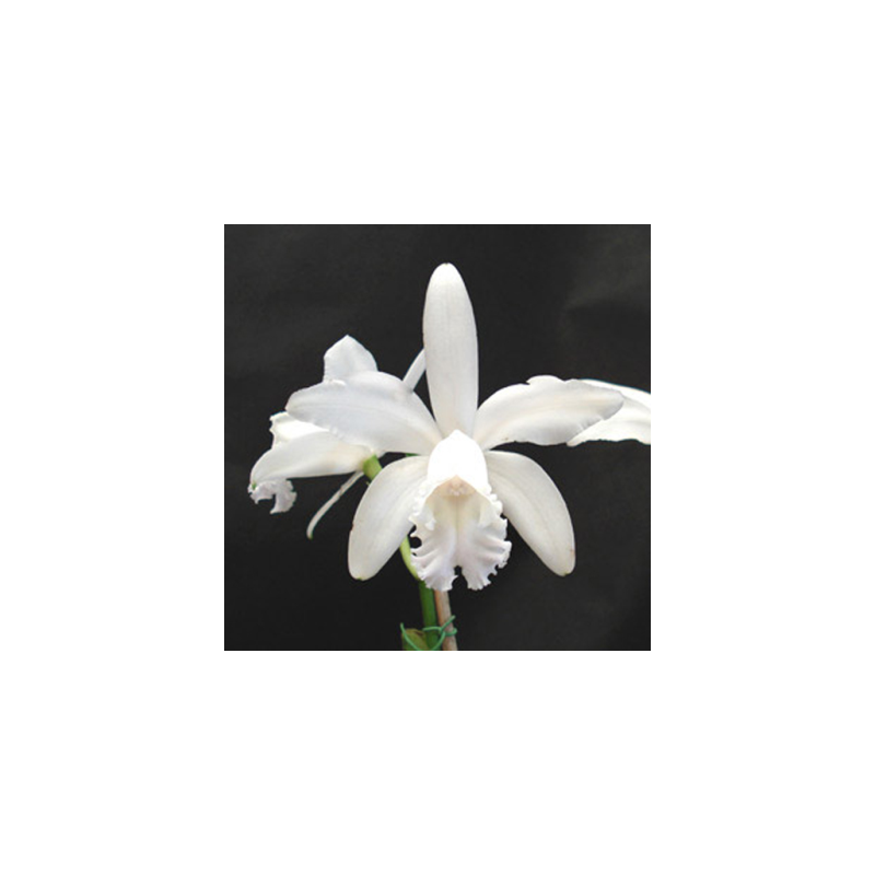 Cattleya intermedia alba