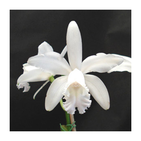 Cattleya intermedia alba